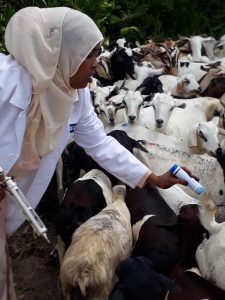 Vaccinating goats in Garissa, Kenya. Photo: ILRI