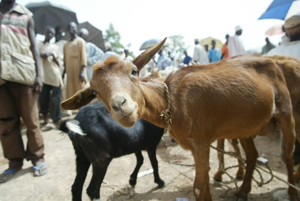 Goat in a market in Nigeria photo credit- ILRI Mann