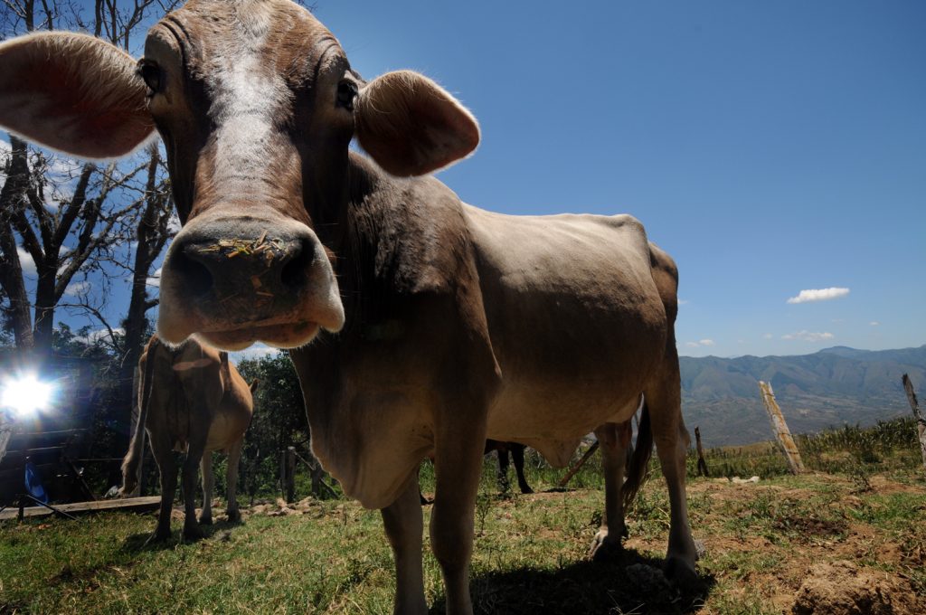 Cow in Huila, Colombian Andes