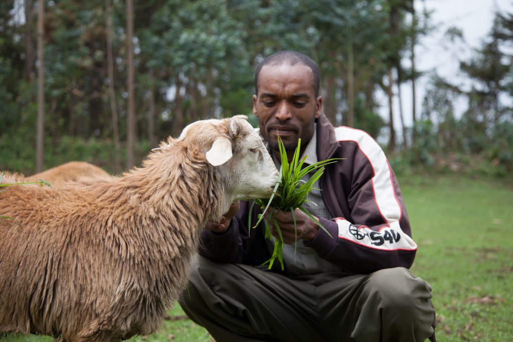 A livestock keeper feeds sheep, Doyogena, Ethiopia. Photo: Z. Sewunet (ILRI)