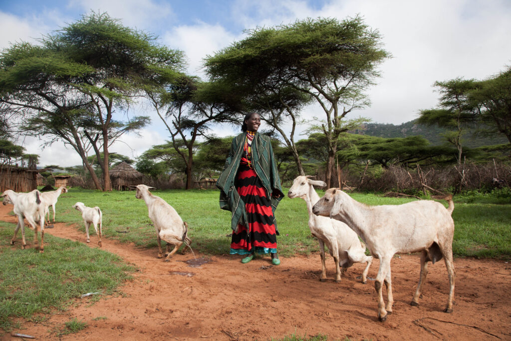 A pastoralist herds goats in Borana Ethiopia. Photo: Z Sewunet (ILRI)