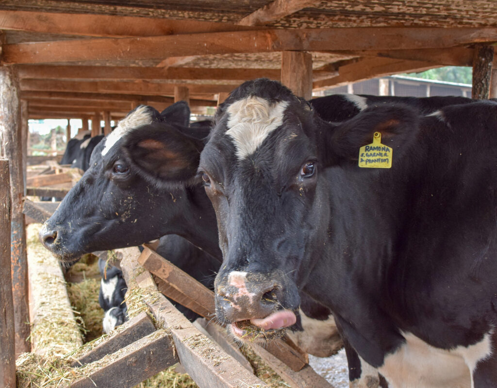 Dairy cows in Kenya wait to be tested using the P4 Rapid tool, which detects whether they are in heat. Photo: Creative Age.