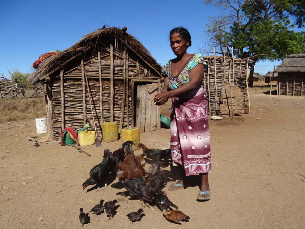 A woman in Southern Madagascar feeds a batch of chickens and their offspring with Maize. Photo credit: Land O Lakes Venture 37