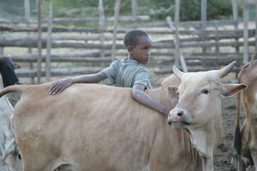 A young Kenyan boy with a cow from his herd.