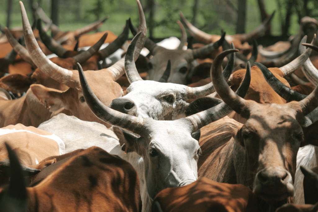 A herd of long-horned cattle gather at Ghibe river in Ethiopia