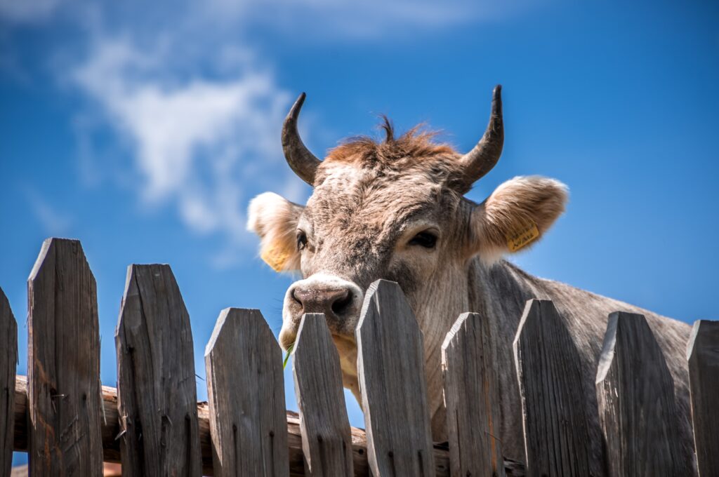 A cow with horns stands behind a wooden fence with a blue sky in the background.