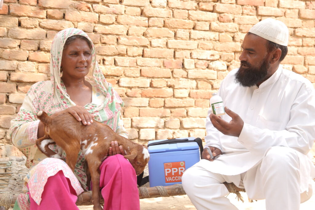Rural goat keepers in Uttar Pradesh, India. A woman holds a small goat. A man next to her holds a bottle of medicine. Between them is a box with the letters PPR.