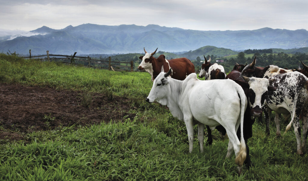 A small herd of cattle stand on a green field with mountains in the background.